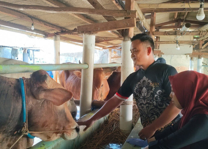 Jelang Iduladha, DPKH Brebes Gencar Lakukan Pemeriksaan Hewan Kurban