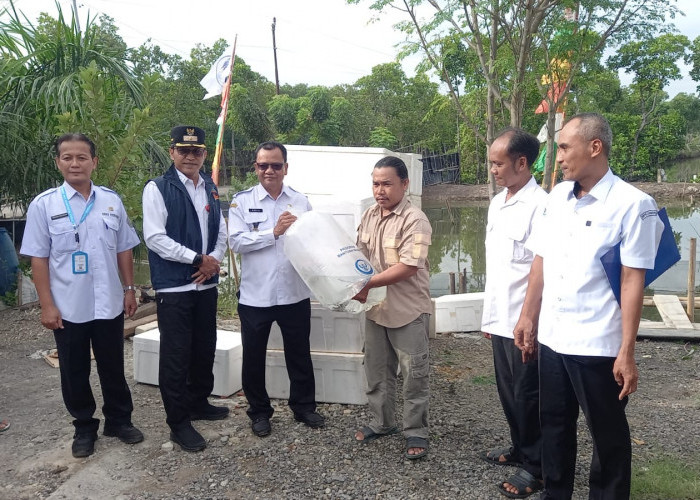 Pemkab Brebes Serahkan 105.000 Ekor Bantuan Ikan Kakap ke 3 Pokdakan