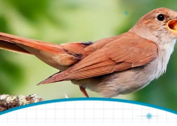3 Mitos Burung Pipit Berkicau Dipercaya Membawa Keberuntungan, Begini Faktanya