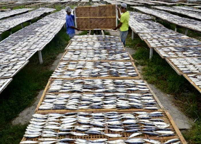 Harga Garam Tembus Rp2.800 Perkilo dan Langka, Produksi Ikan Asin di Tegal Terancam Mandek