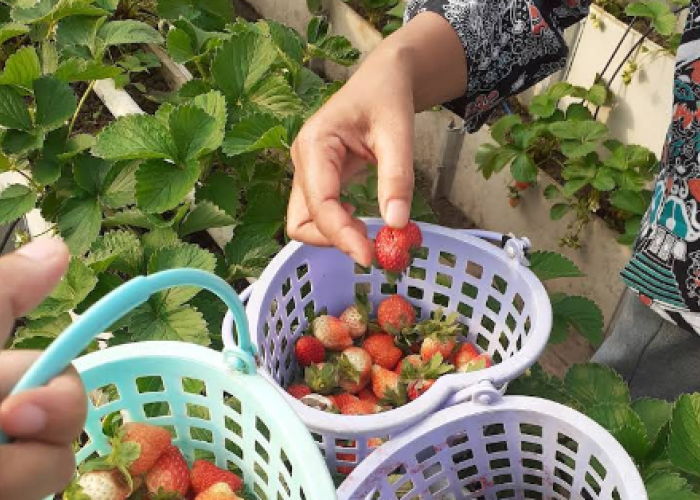 7 Kebun Buah di Jawa Tengah dengan Sistem Petik Sendiri, Cocok untuk Liburan Keluarga