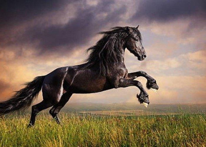 Mitos Kuda Warna Hitam Simbol Kesialan? Berikut Pembahasannya