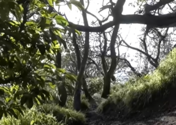 Bikin Merinding! Ini 4 Mitos Gunung Slamet Via Guci yang Katanya Bisa Belah Pulau Jawa, Benarkah?