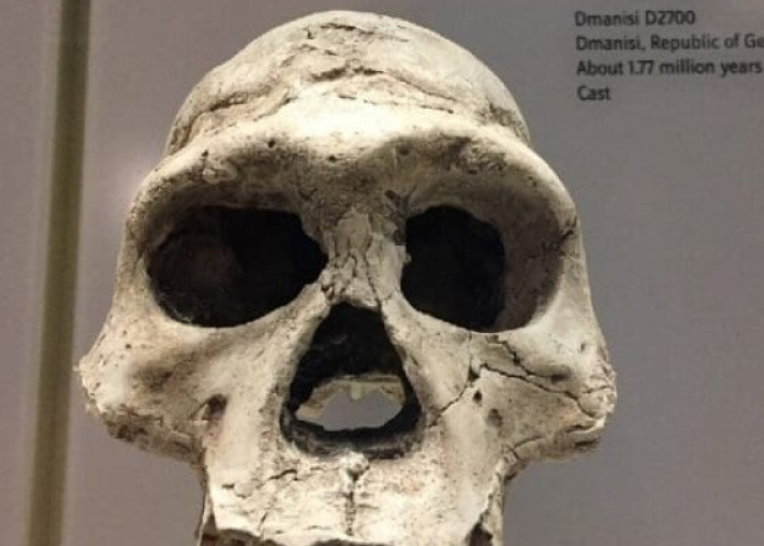 Fosil Manusia Purba Zaman Pleistosen Tengah 700.000 Tahun Lalu Ditemukan di Tegal, Ini Sejarah Museum Semedo