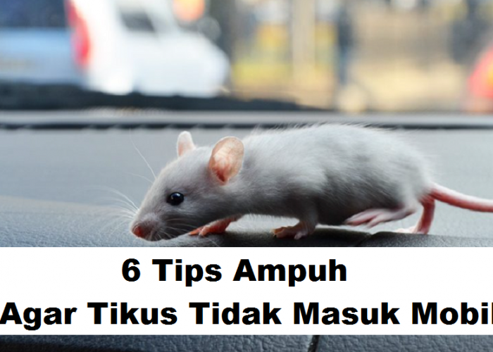 6 Tips Agar Tikus Tidak Masuk Mobil, Lakukan Teratur Jika Tak Mau Mobil Menjadi Sarangnya