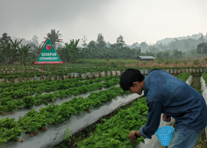6 Wisata Alam di Pemalang yang Masih Asri dan Hidden Gem