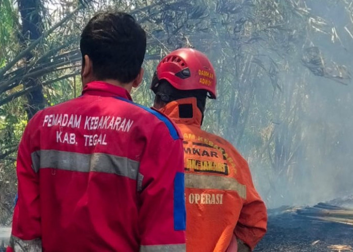 Ditinggal Sebentar, Bakar Sampah Bikin Kebun Bambu di Procot Slawi Tegal Ludes Terbakar!