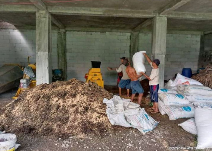 Bantu Petani, Kelompok Peternak Barokah Desa Capar Tegal 1 Bulan Produksi 3 Ton Pupuk Organik