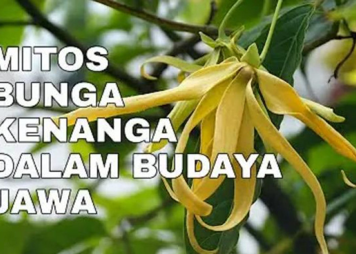 5 Mitos Bunga Kenanga Menurut Primbon Jawa, Bikin Penglaris Dagangan?