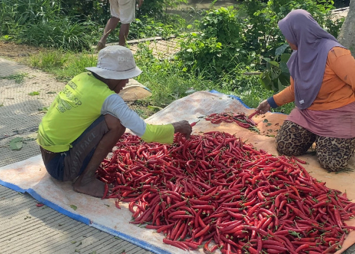 Harga Cabai Merah di Brebes Merosot, Petani Menjerit