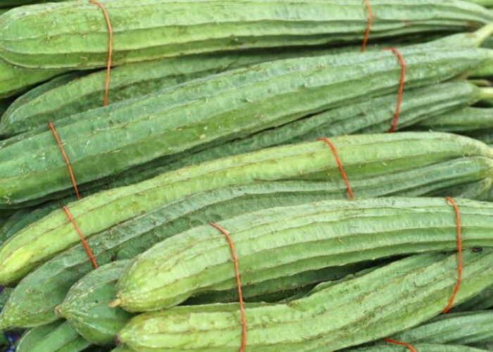 Mitos Warga di Kuningan Dilarang Makan Gambas, Apa Akibatnya