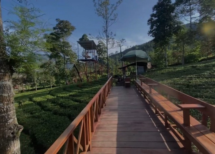 3 Wisata Kebun Teh Terbaik di Wonosobo, Fasilitas Lengkap Kekinian