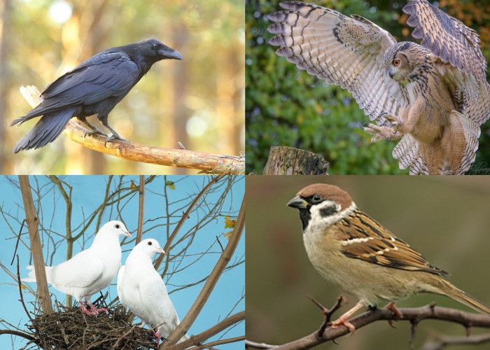 Bukan Kebetulan, Ini 5 Arti Mitos Burung Masuk Rumah