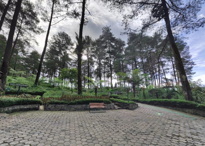 Hutan Pinus Limpakuwus Banyumas, Destinasi Alam Sejuk & Hits di Purwokerto