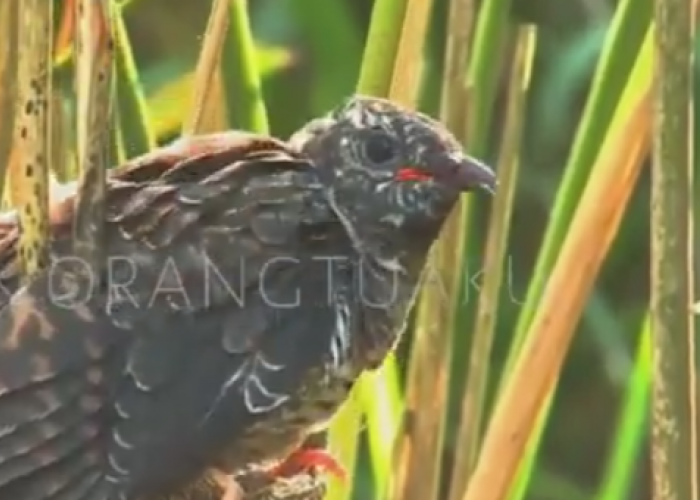 Punya Julukan Burung Kematian, Berikut Mitos Burung Kedasih yang Banyak Orang Jawa Percaya