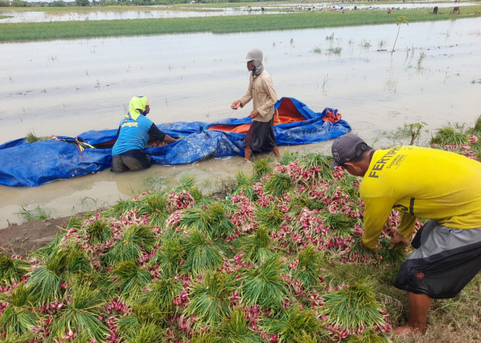 Terendam Banjir di Brebes, Petani Pilih Panen Dini Bawang Merah