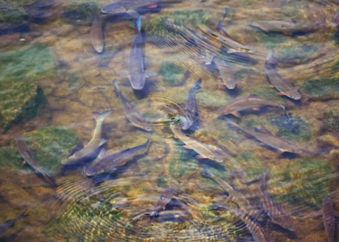 Mitos Ikan Dewa di Kuningan, Konon Jelmaan Prajurit Kerajaan