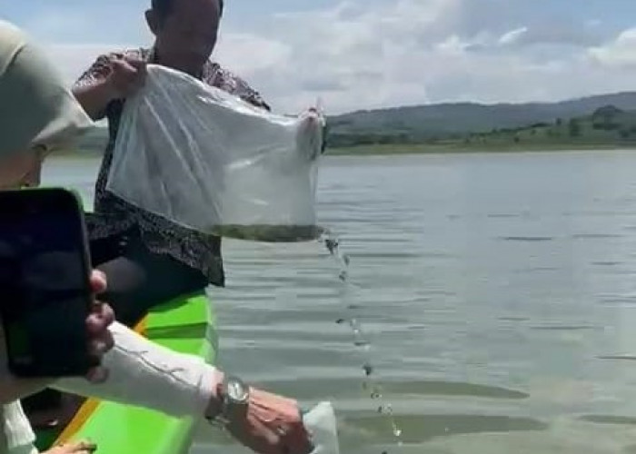 Jaga Ekosistem, 2.500 Benih Ikan Nila Ditebar di Waduk Cacaban Kabupaten Tegal