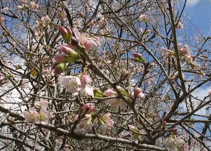 Gak Usah Jauh-jauh ke Jepang, Bunga Sakura Bisa Dilihat di 5 Tempat Ini di Indonesia
