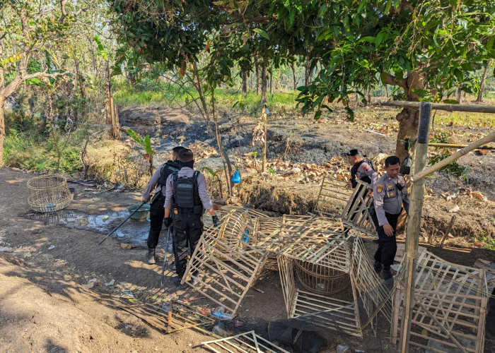 Berantas Praktik Judi Sabung Ayam di Kabupaten Tegal, Polres Intensifkan Patroli Gabungan