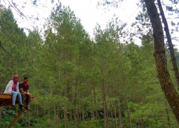 5 Wisata Hutan Pinus Modern di Jawa Tengah, Fasilitas Beragam