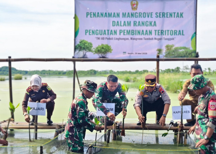 Tanam 1.000 Mangrove di Pesisir Ketapang, Kodim Pemalang Perkuat Ketahanan Lingkungan dan Cegah Abrasi