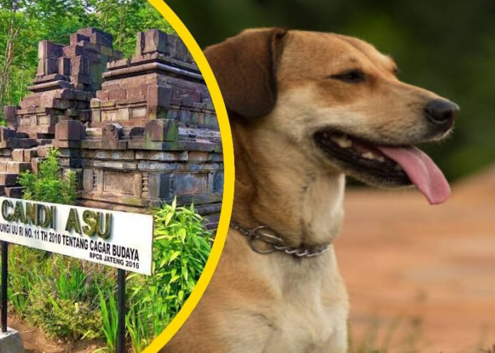 5 Mitos Anjing dalam Masyarakat Jawa Kuno, Sebab Munculnya Legenda Candi Asu Sengi