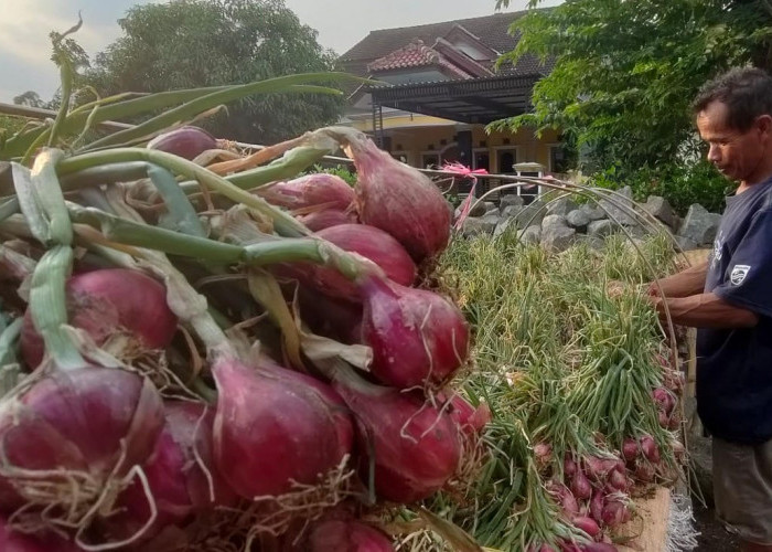 Harga Turun Drastis, Petani Bawang Merah di Brebes Pilih Simpan Hasil Panen