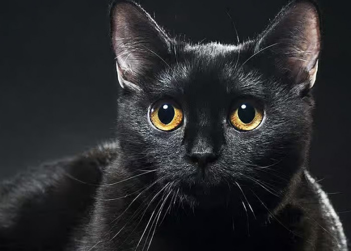 Kucing Hitam Identik Pembawa Apes, Ini 5 Mitos Hewan Pembawa Kesialan Beserta Artinya