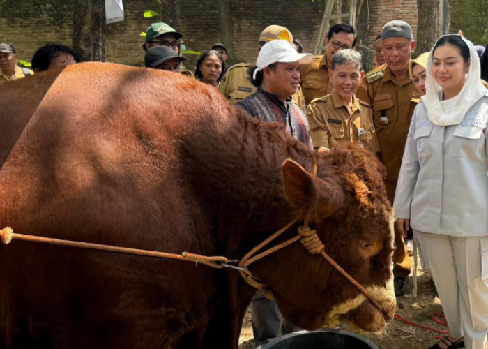 Pemkab Brebes Terima Bantuan Sapi dari Presiden Prabowo Seberat 1,2 Ton