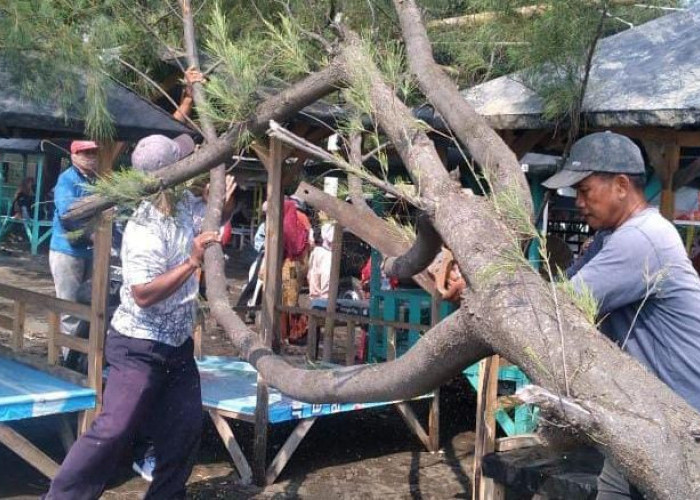 Pohon Besar Roboh Timpa Ranggon Samping Warung di Obyek Wisata Pulo Kodok Tegal