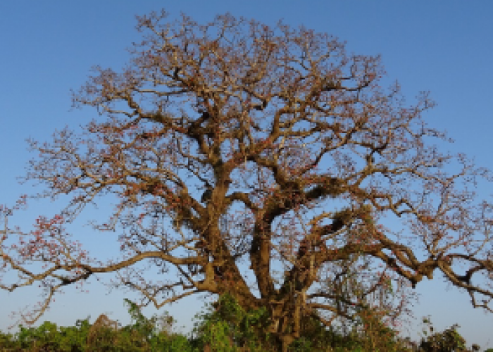 Asal-usul Nama Randugunting Tegal, Dahulu Ada Pohon Besar yang Menyerupai Gunting