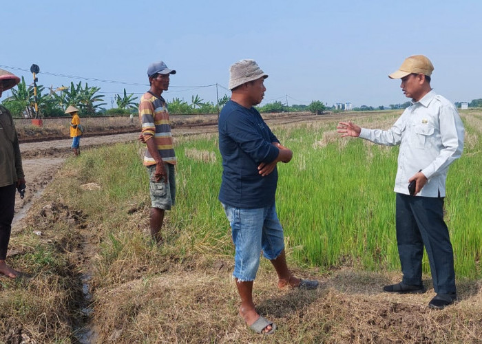 Blusukan ke Sawah, Anggota DPRD Kabupaten Tegal Dicurhati Petani yang Mengalami Gagal Panen