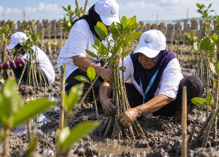 Lindungi Pantai Utara Jawa, BRI Tanam 30 Ribu Bibit Mangrove dan Manfaatkan Sampah Jadi Pemecah Ombak