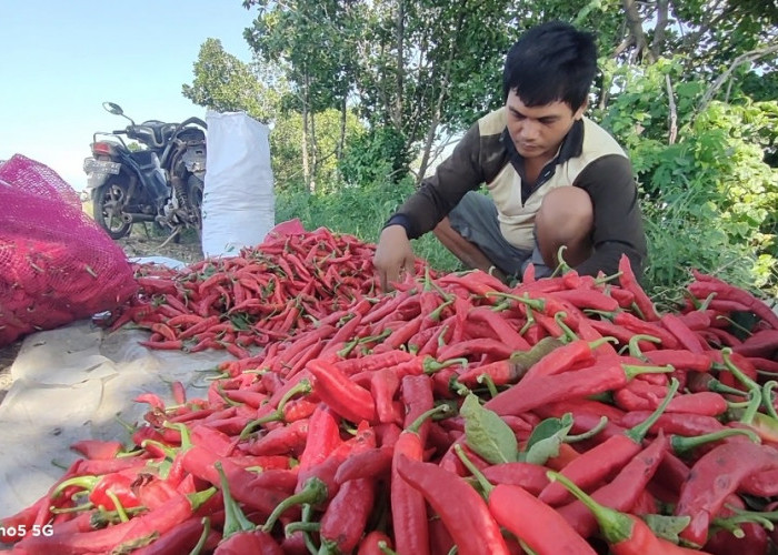 Petani Menangis! Harga Cabai Merah di Brebes Anjlok, Cuma Rp5 Ribu Per Kilo