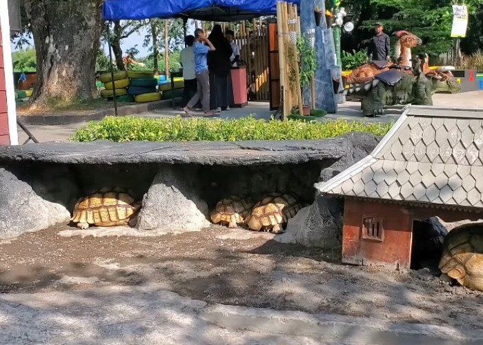 3 Kebun Binatang Modern di Jawa Tengah Paling Populer