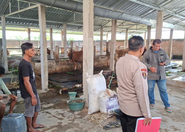 Kawanan Pencuri Ternak Beraksi di Brebes, Lima Sapi Berhasil Digasak