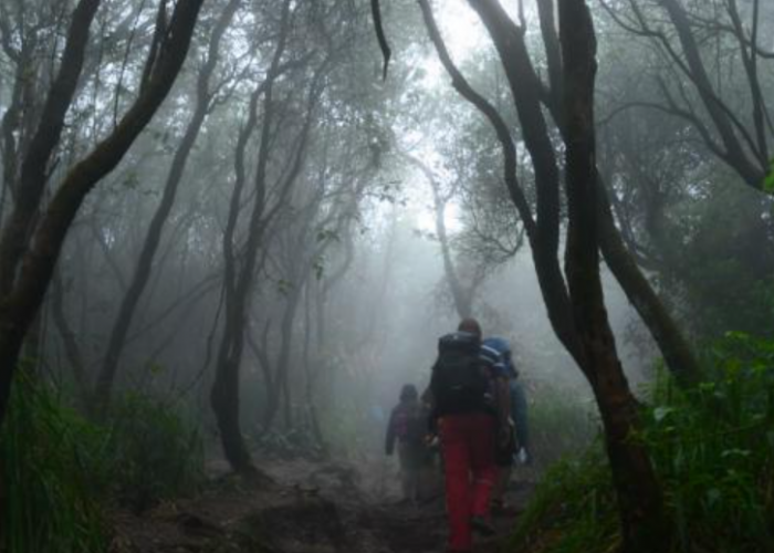 Misteri Pintu Gerbang Gaib Gunung Slamet, Terdapat Pemandangan 2 Pohon Raksasa Bernuansa Mistis