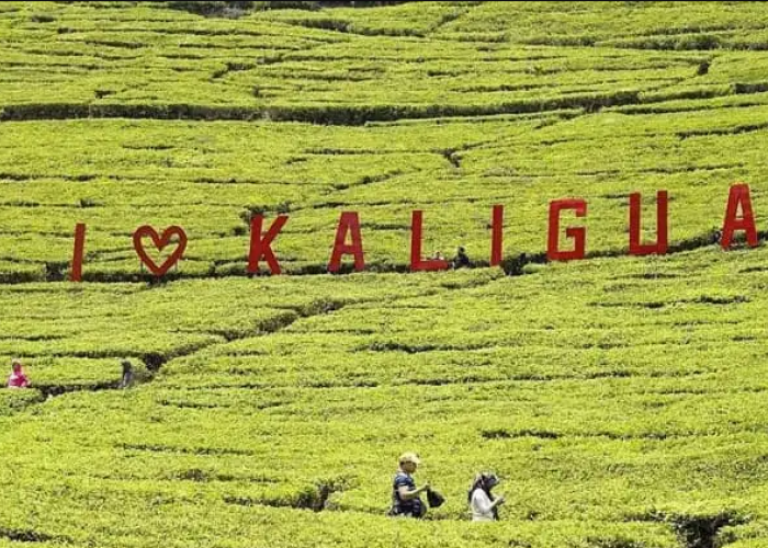 5 Wisata Kebun Teh di Jawa Tengah yang Sejuk Banget!