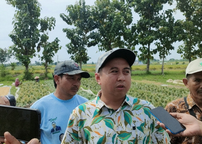 Pencurian Bawang Merah Rawan Terjadi, Ketua ABMI: Salah Satunya di Kecamatan Jatibarang