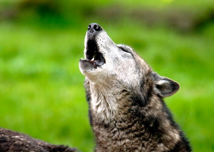 Mitos Anjing dan Serigala Melolong Jadi Pertanda Adanya Makhluk Halus, Begini Penjelasan Ilmiahnya