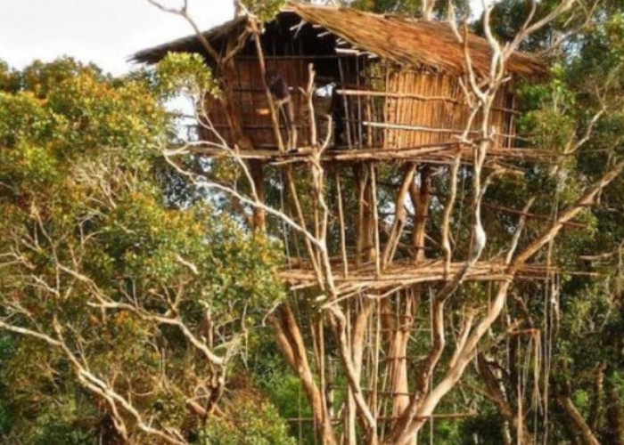 Tradisi Unik Suku Korowai, Mulai dari Rumah Pohon hingga Ritual Mengerikan!