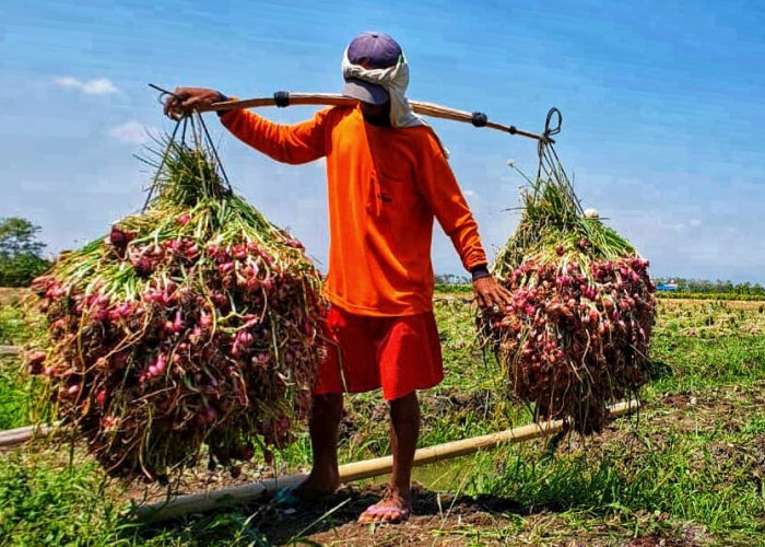 Petani Bawang Merah di Brebes Curhat soal Harga, Pemerintah Jangan Tutup Mata 