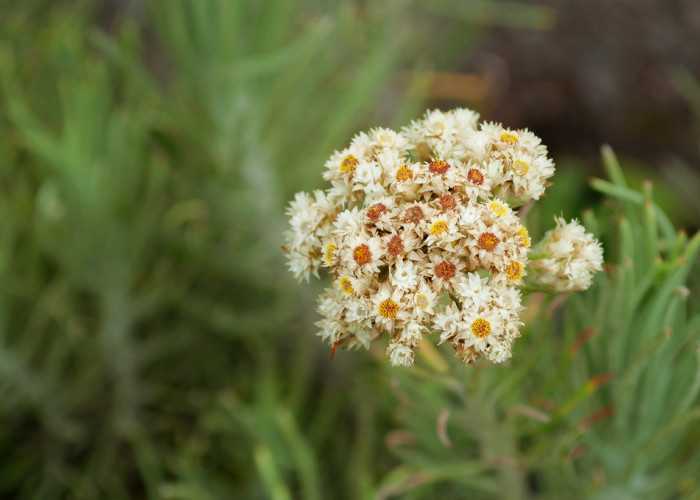 4 Fakta Bunga Edelwies, Bunga Abadi yang Terancam Punah Akibat Sering Dipetik 