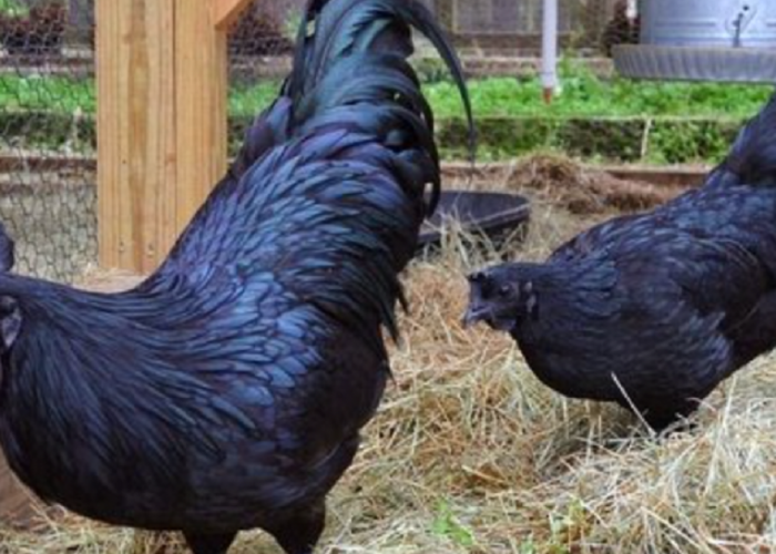 Serem, 6 Mitos Menarik Ayam Cemani:  Kepercayaan Mistis Terhadap  Ayam Hitam  Penuh Misteri