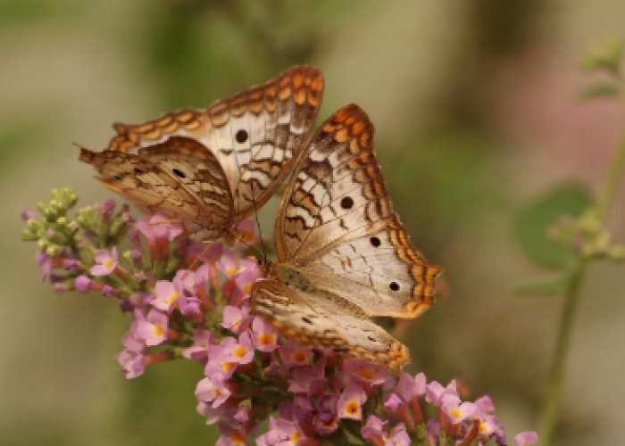 Mitos Kupu-kupu Masuk Rumah, Konon Akan Ada yang Datang Hal Baik atau Buruk?