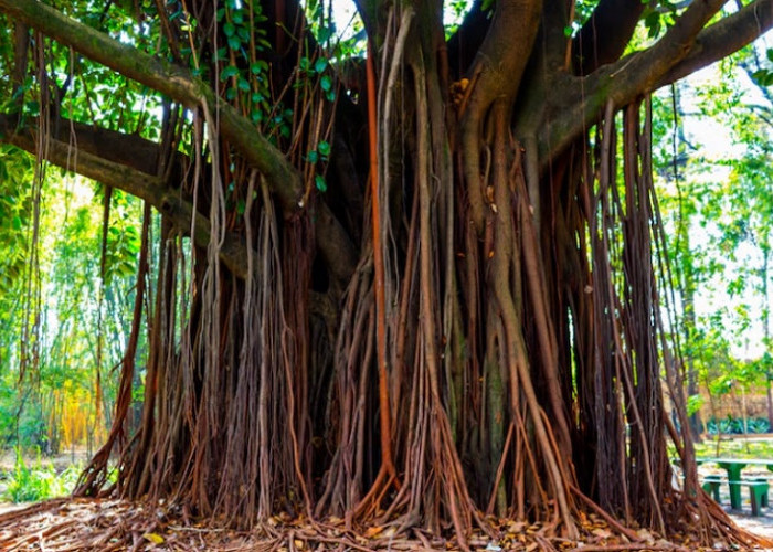 8 Mitos Pohon yang Konon Jadi Tempat Tinggal Makhluk Gaib