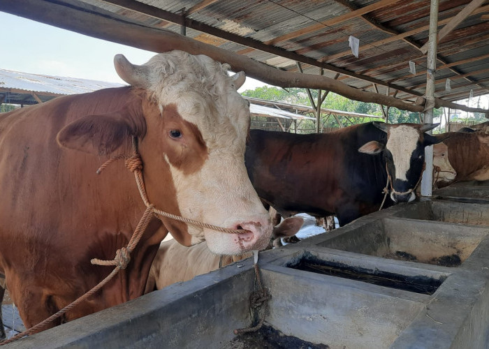 Jelang Iduladha, Peternak Sapi di Tegal Mulai Kebanjiran Pesanan