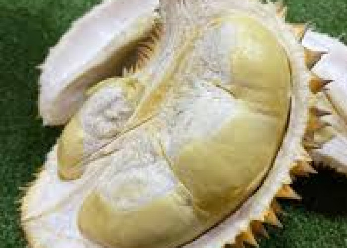Menikmati  Legitnya Durian Desa Wisata Durensari Trenggalek, Berikut Waktu Terbaik Berkunjung