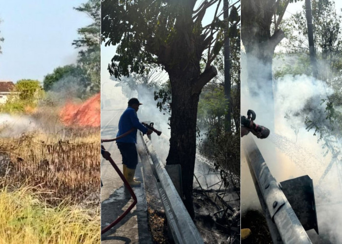 Tiga Kebakaran Lahan Terjadi Sehari di Kabupaten Tegal, Damkar Ungkap Penyebabnya